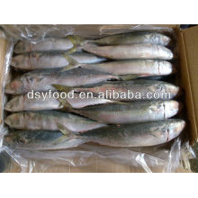 fresh frozen pacific mackerel